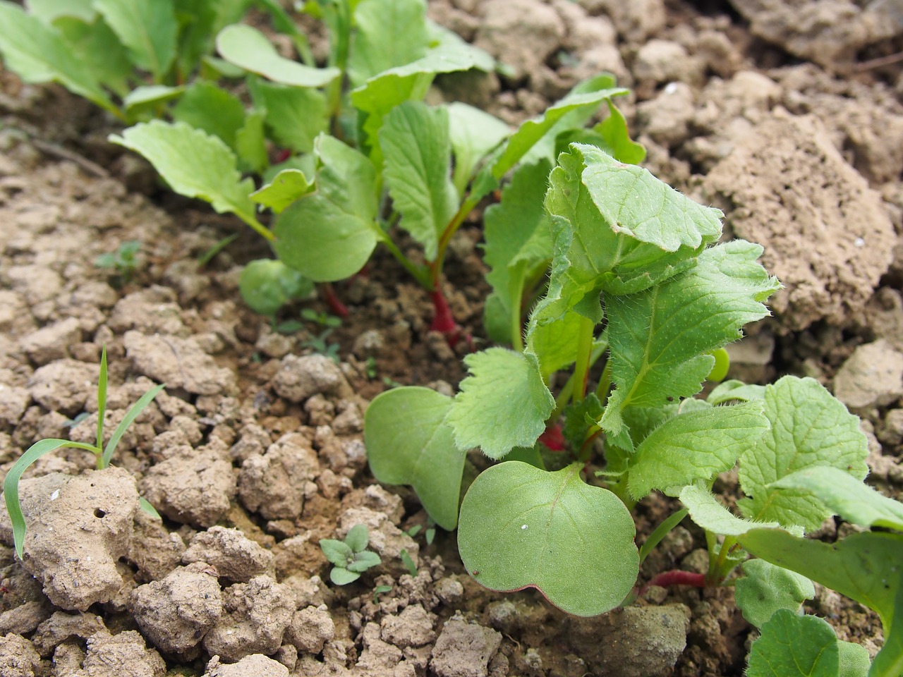 field vegetables radish free photo