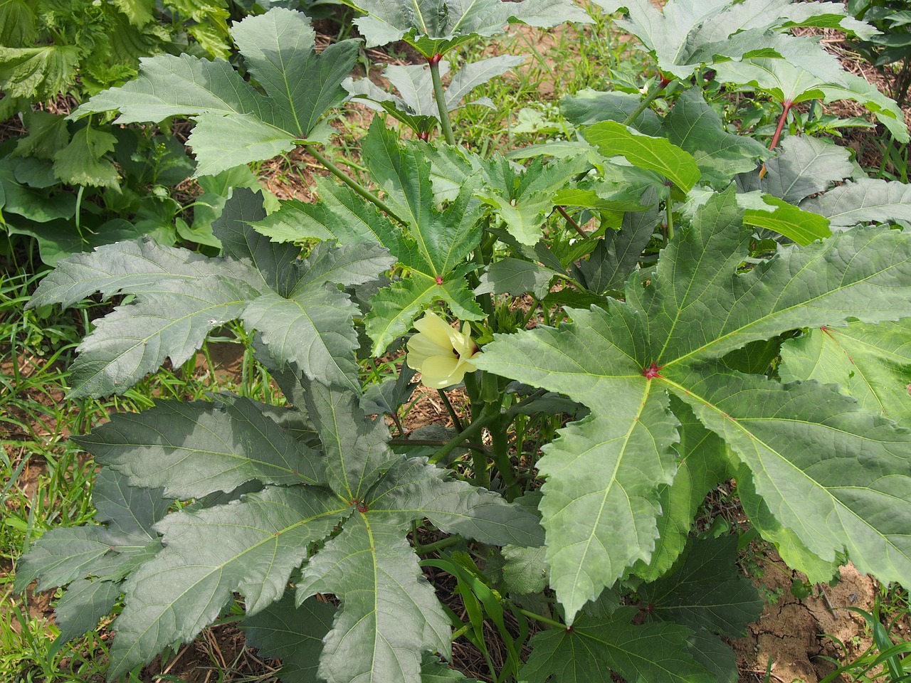 field vegetables okra free photo