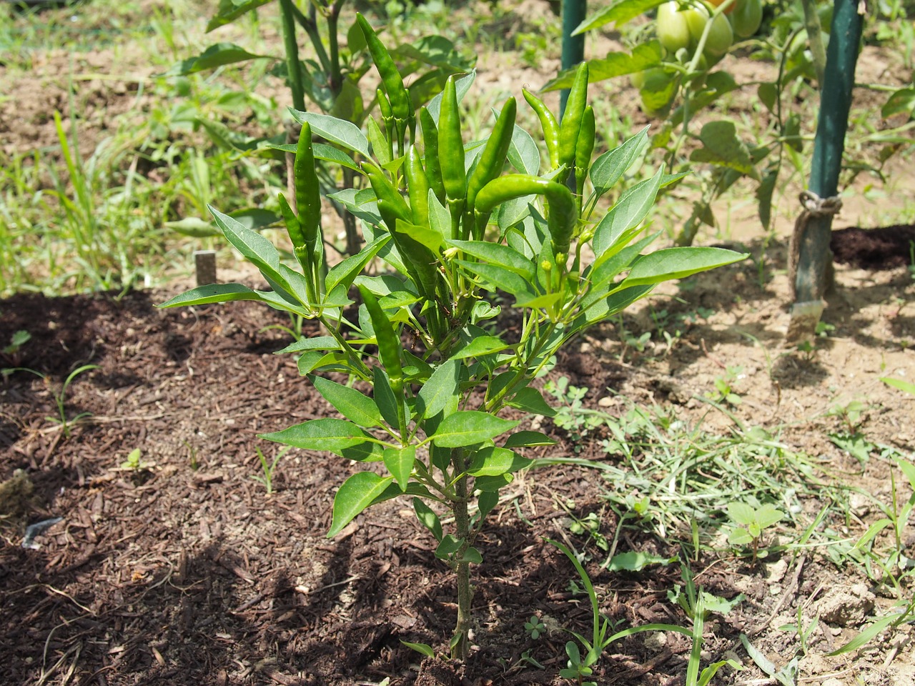 field vegetables cayenne pepper free photo