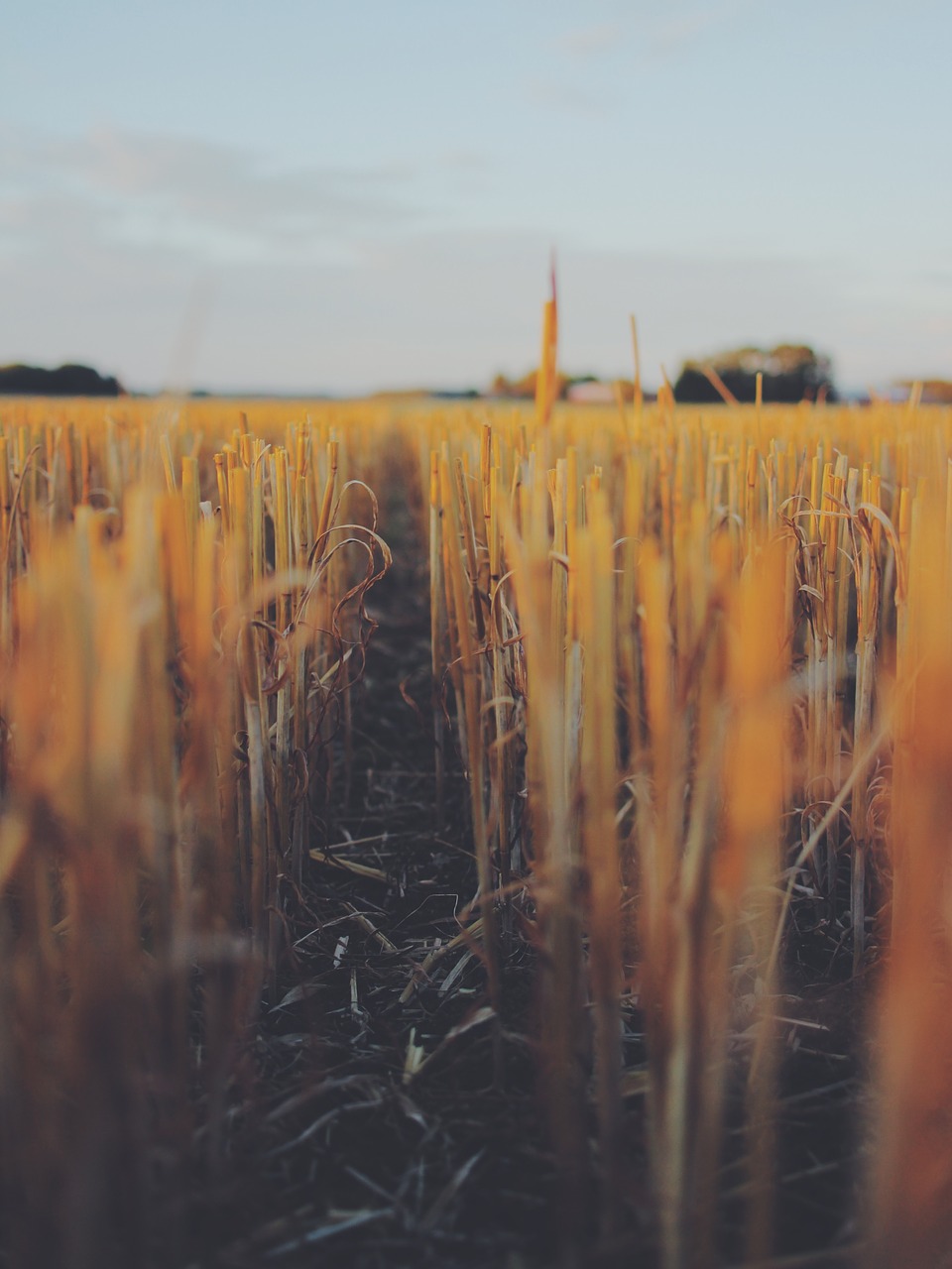 field harvested remains free photo