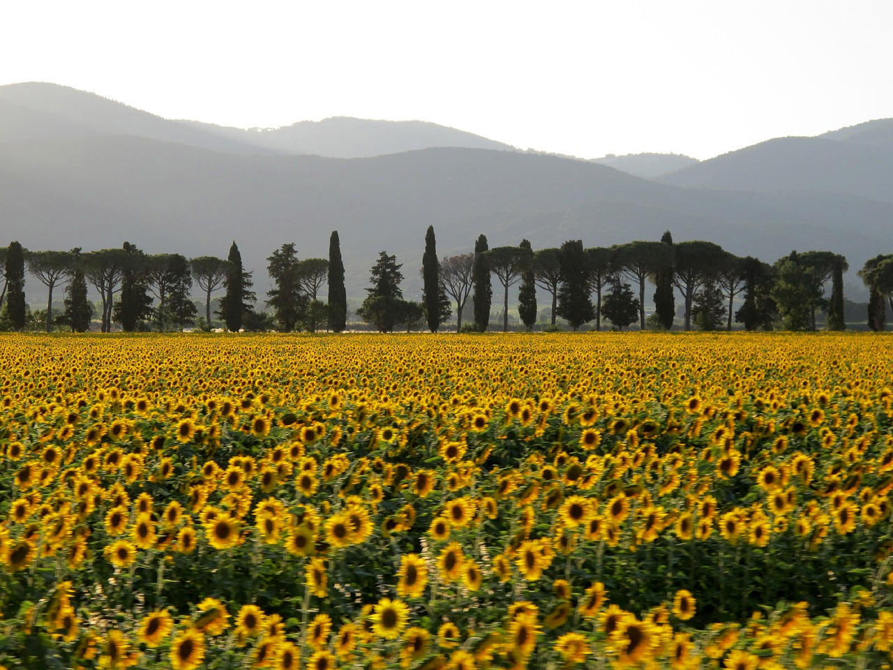 field sunflowers sunset free photo