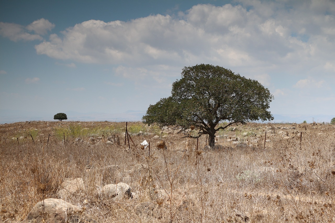 field and tree golan heights israel free photo