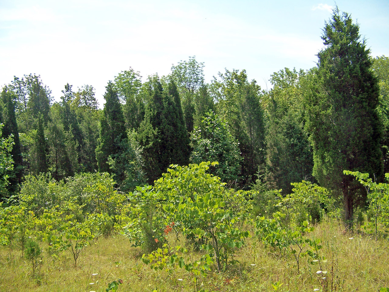 field weeds trees free photo