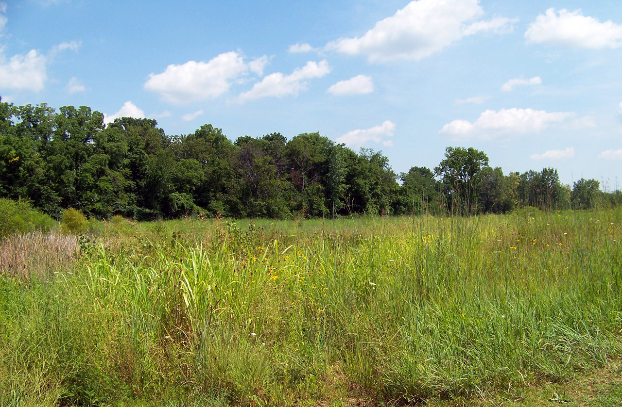 field weeds trees free photo