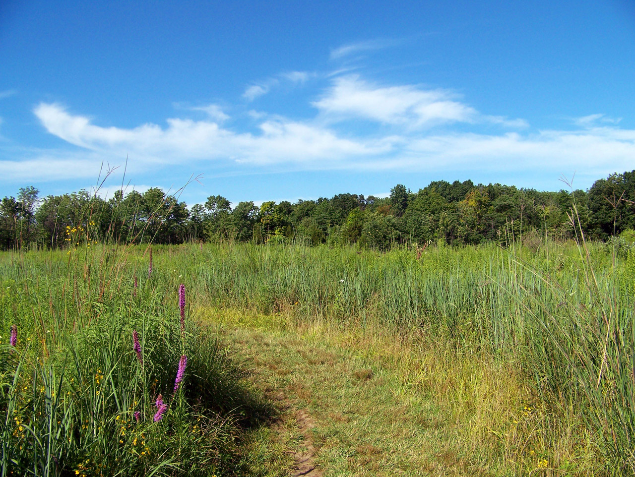 field weeds trees free photo