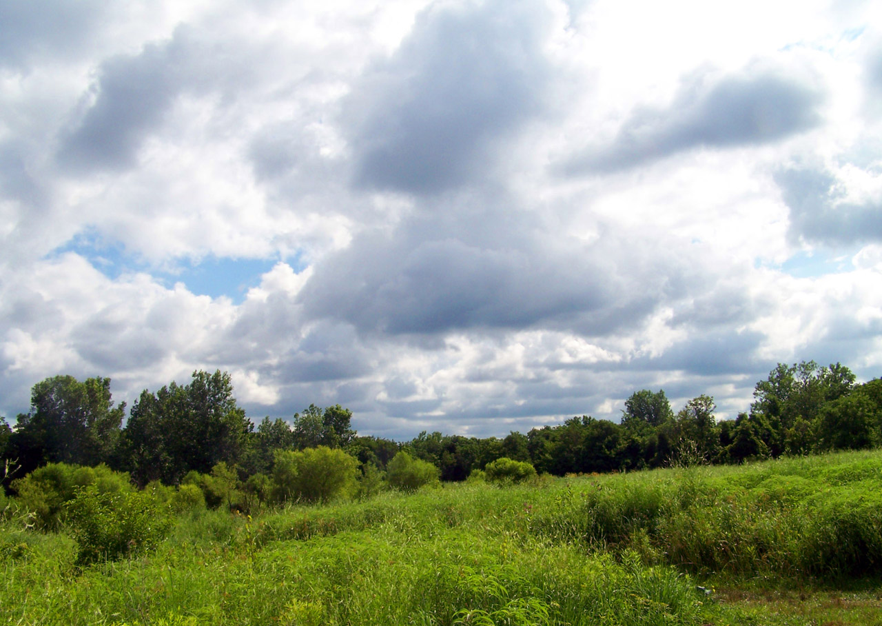 field weeds trees free photo