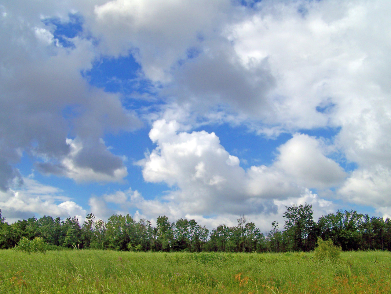 field weeds trees free photo