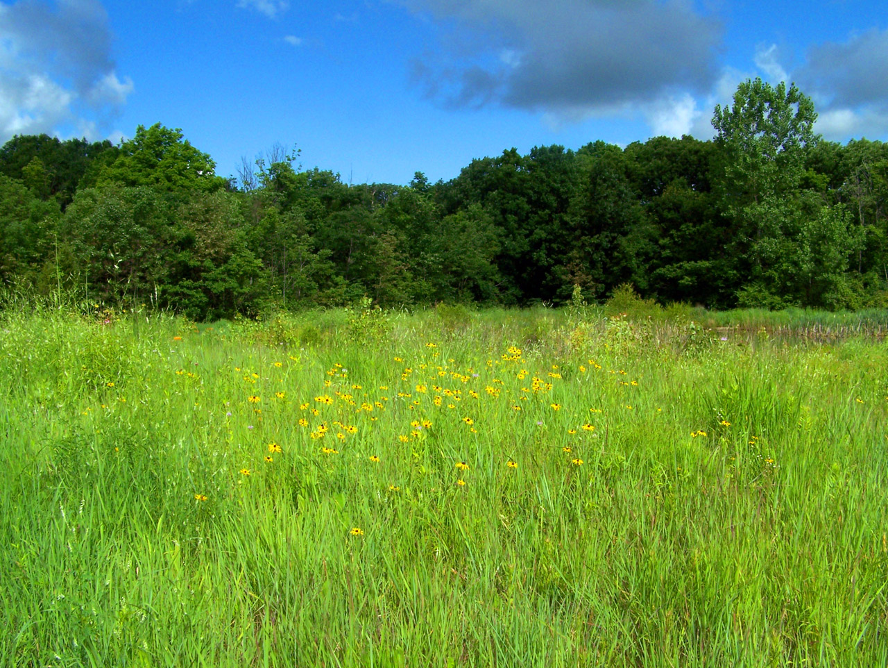 field weeds trees free photo