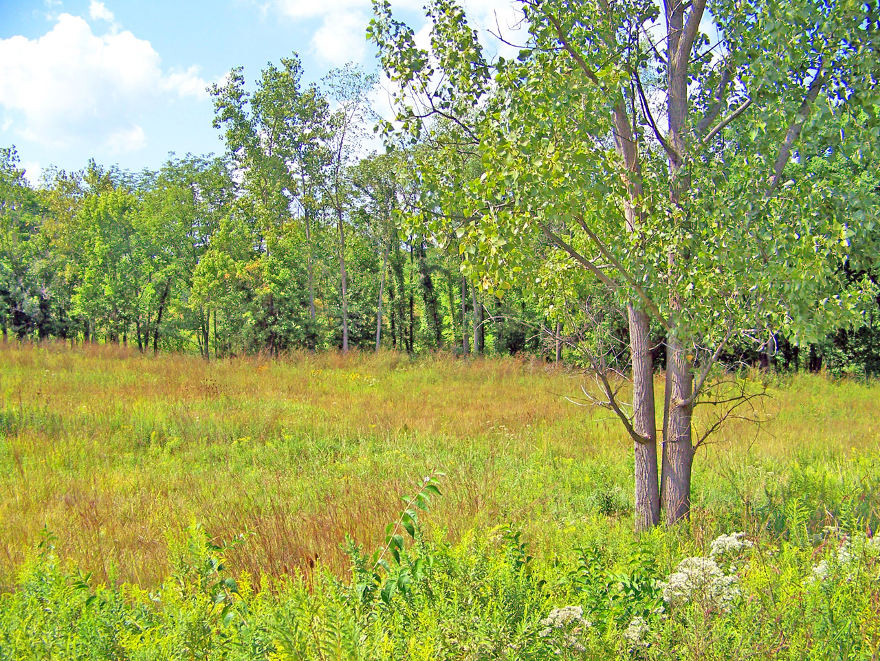 field trees weeds free photo