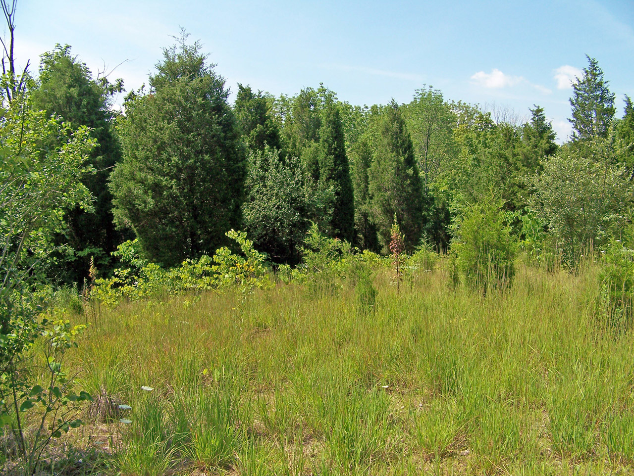 field weeds trees free photo