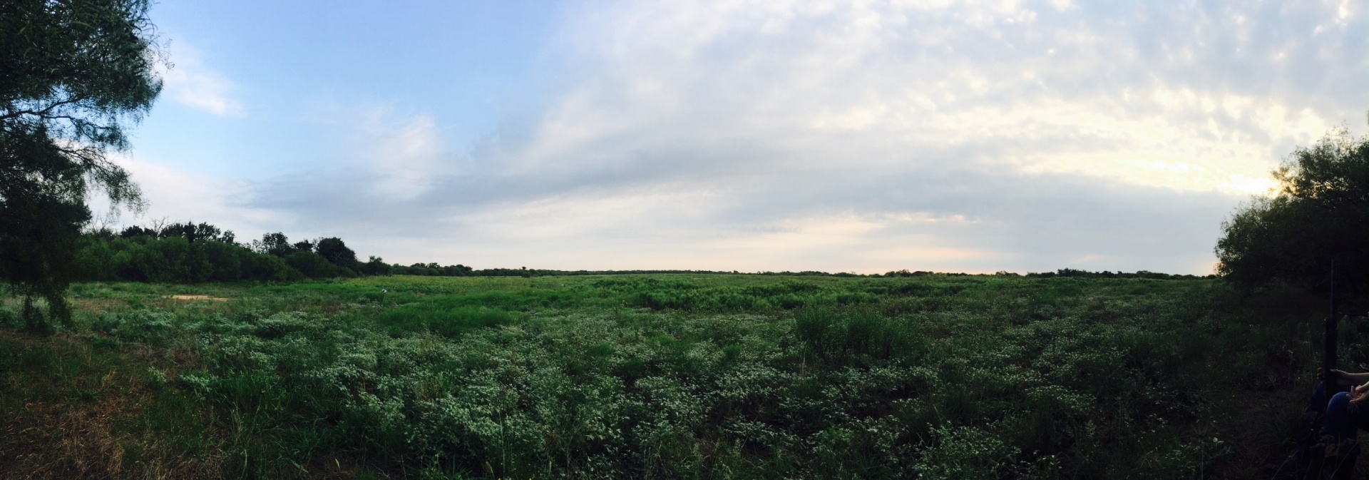 field grass green free photo