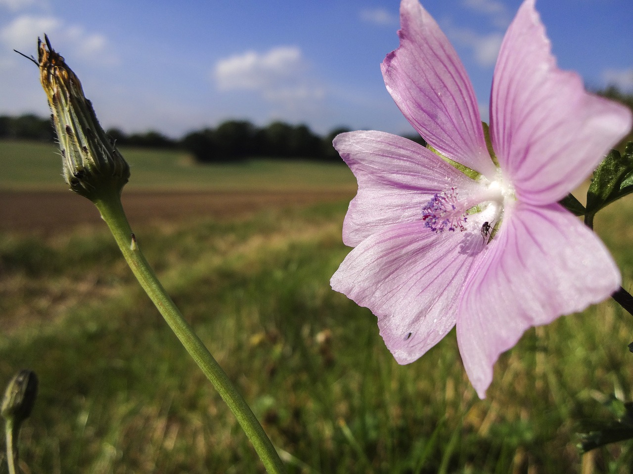 field bindweed bindweed flower close up free photo