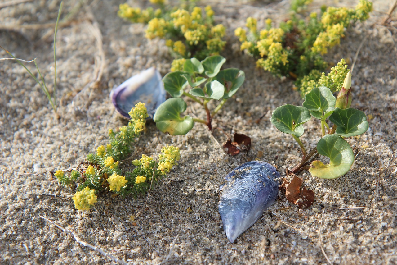 field bindweed  sand  dune free photo