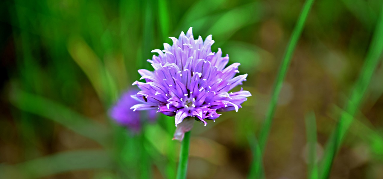 field bloom  meadow free pictures free photo