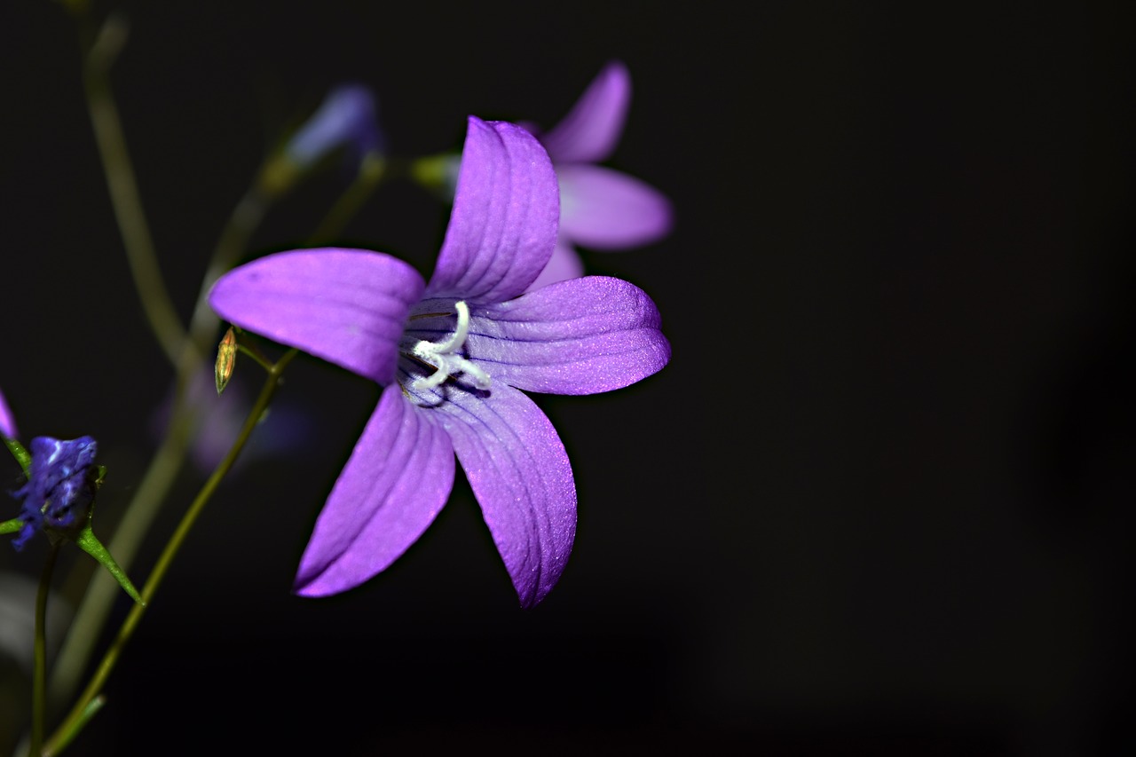 field bloom  the bell  meadow free photo