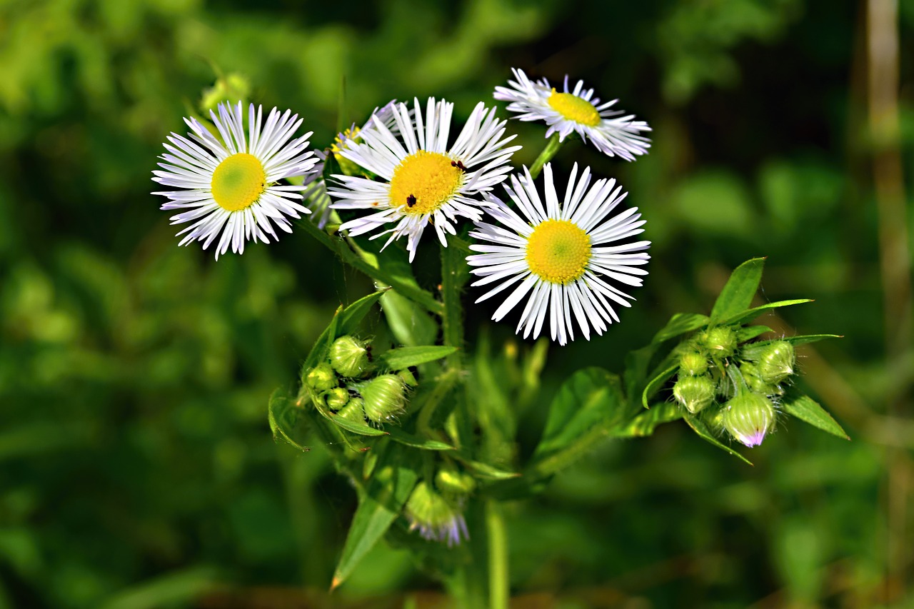 field bloom  meadow  macro free photo