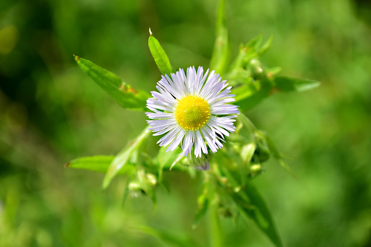 field bloom  meadow flowers  flower free photo