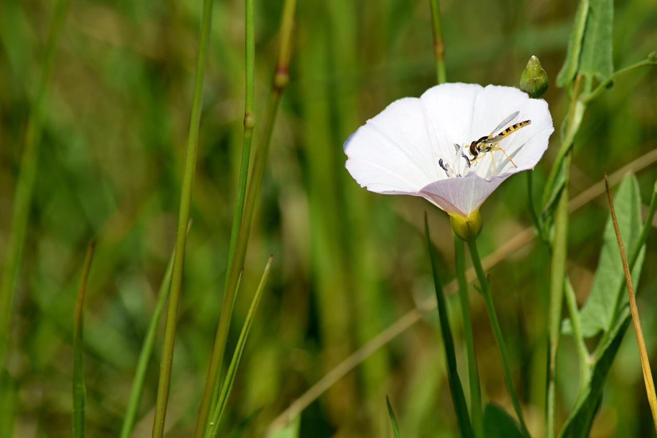 field bloom  meadow flowers  insects free photo