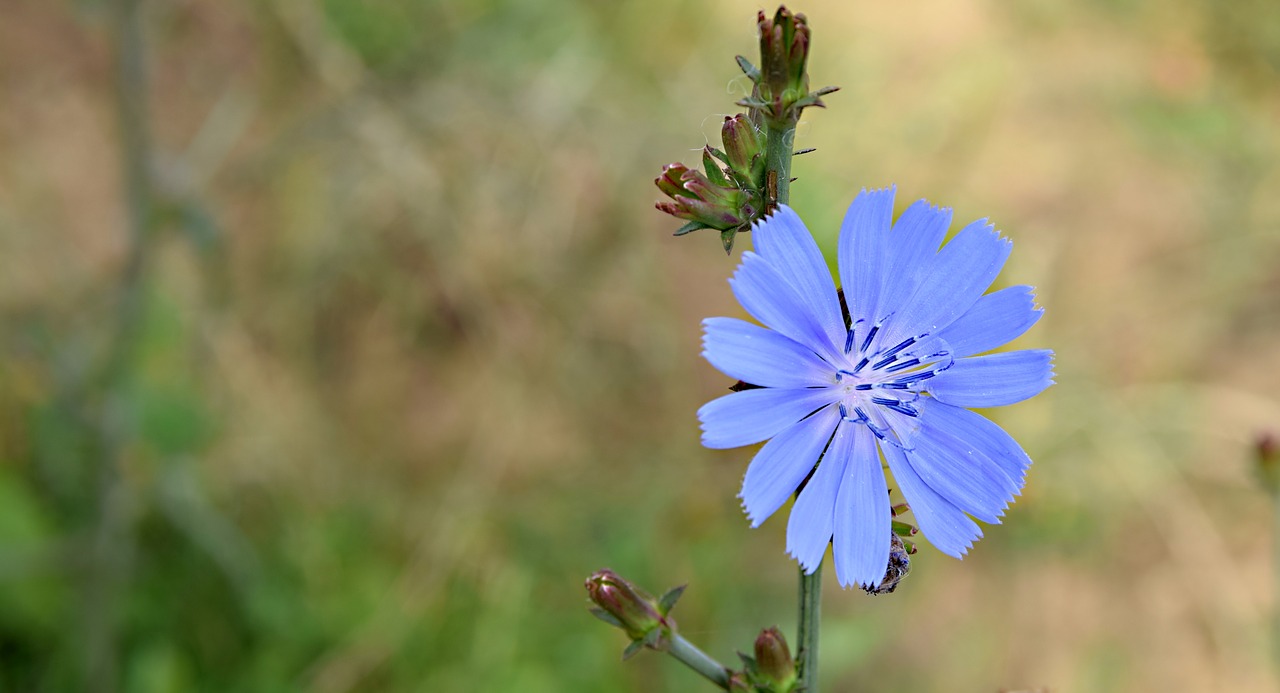 field bloom  flower  a blossoming flower free photo