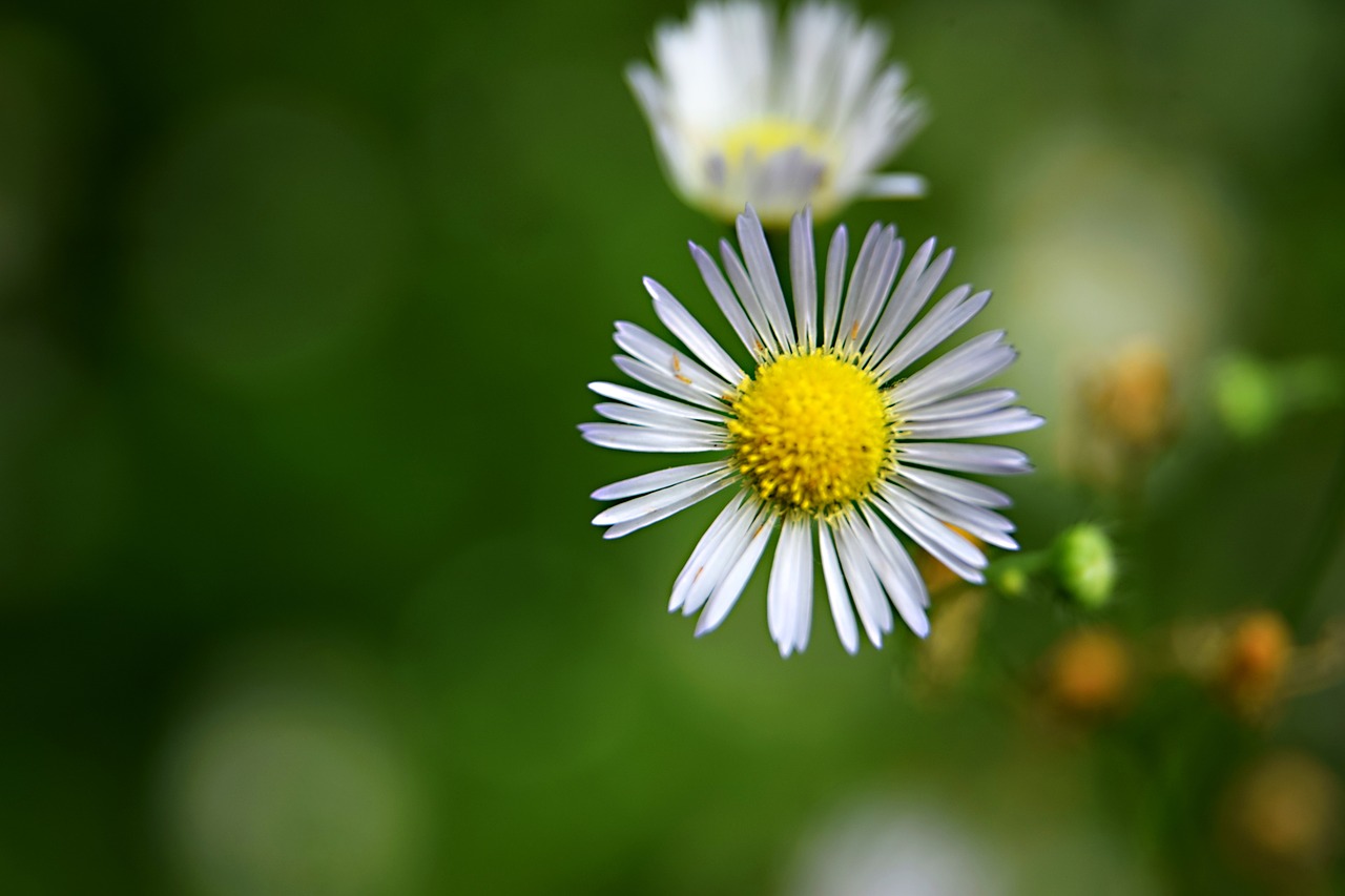 field bloom  meadow  flower free photo