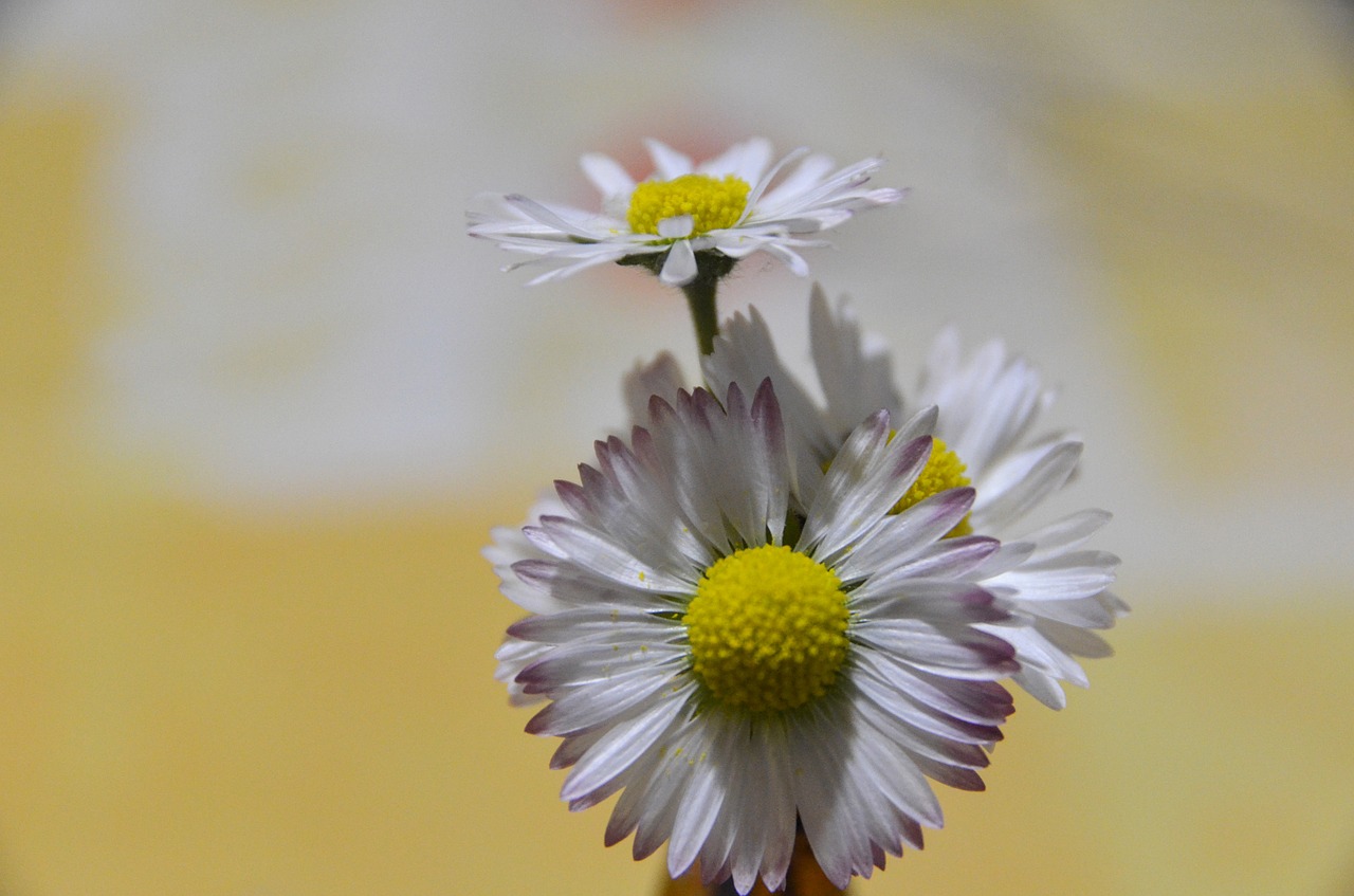 field bloom  flower  meadow free photo