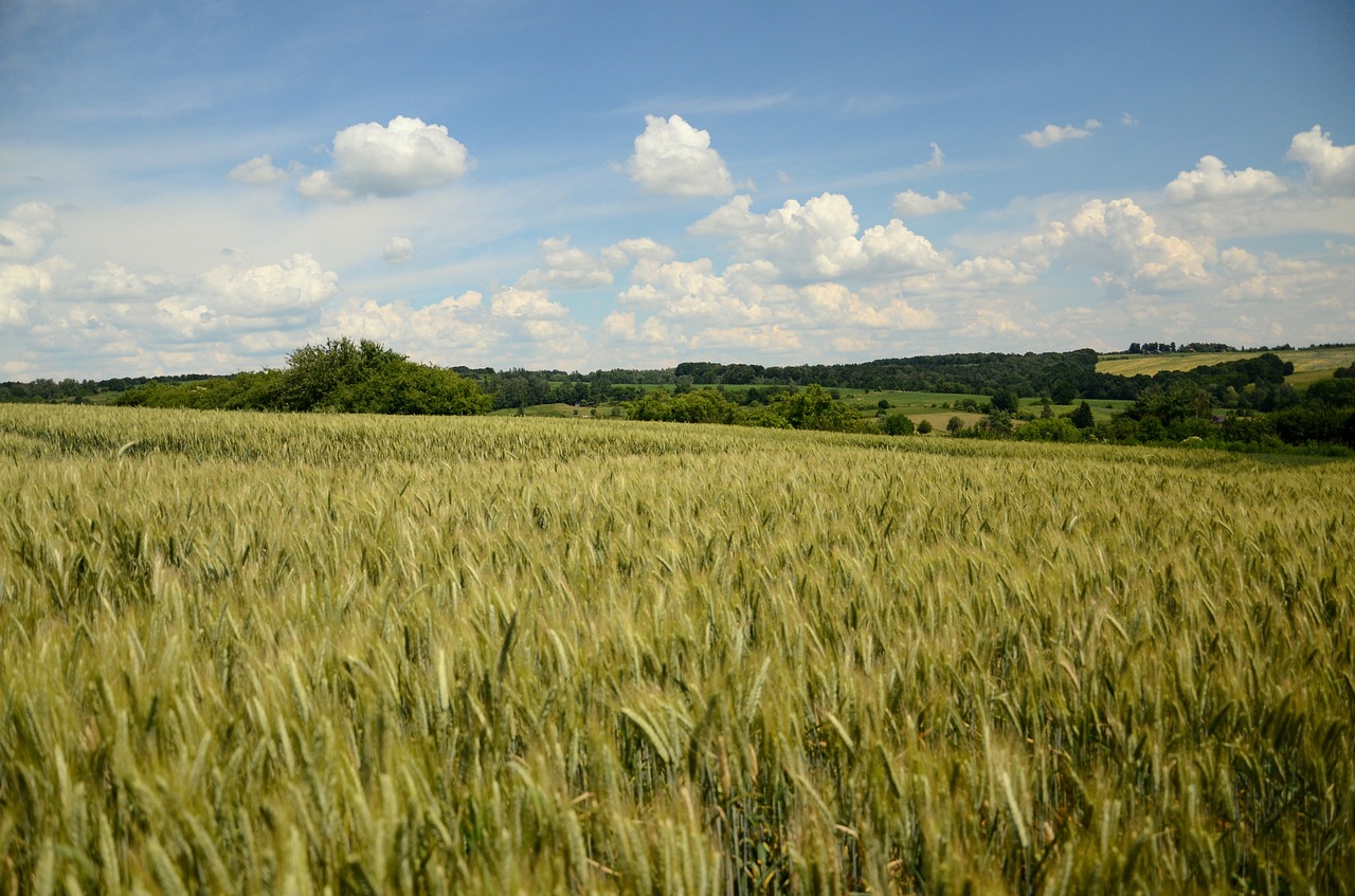 field crops wheat rye free photo