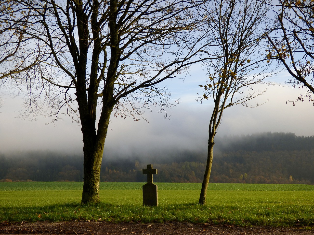 field cross fog trees free photo