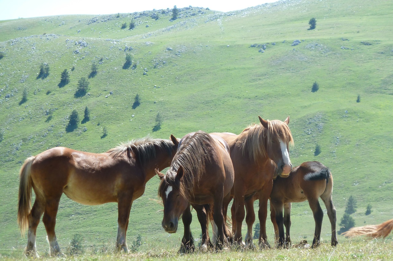 field emperor horses gran sasso free photo