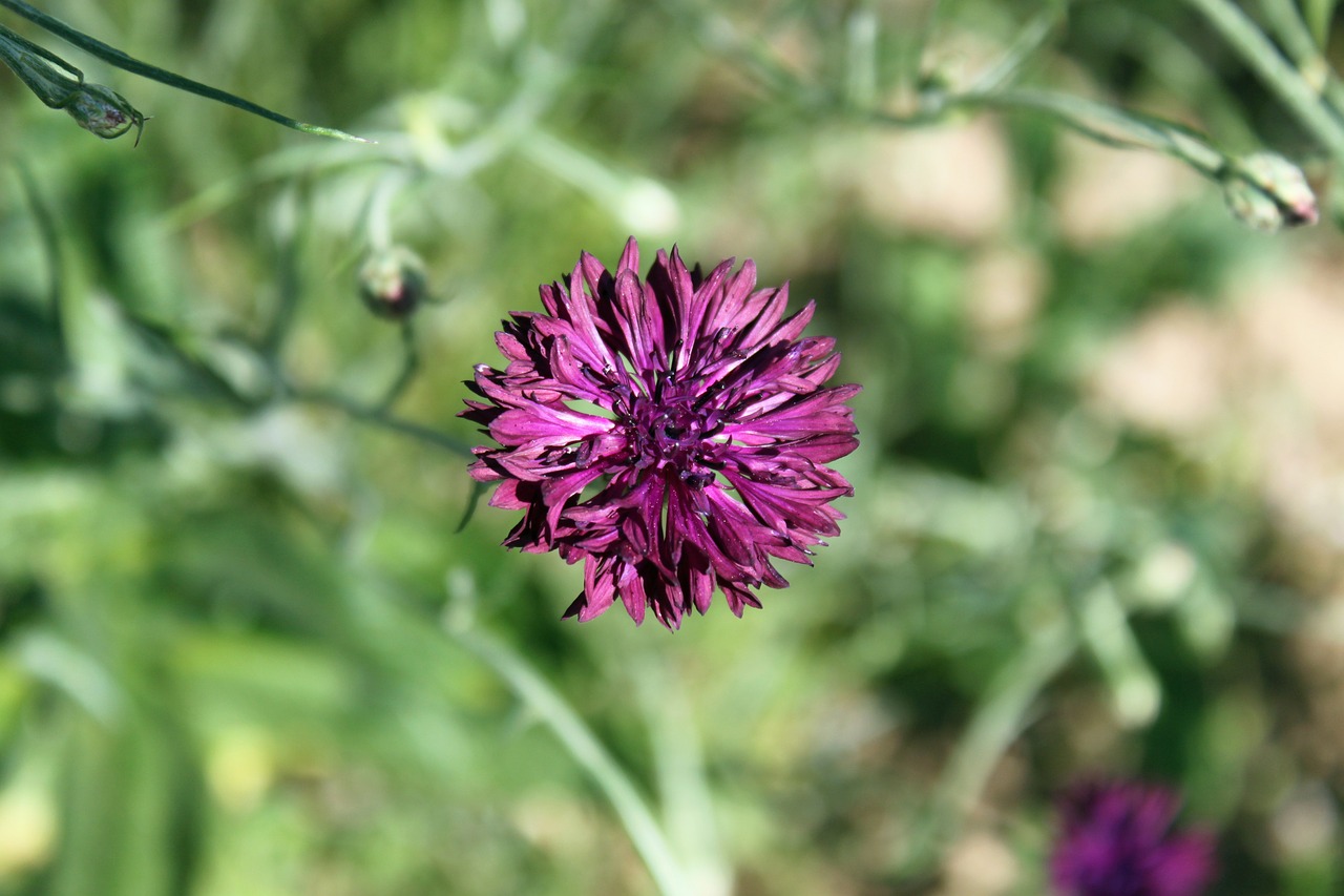 field flower meadow wild flowers free photo