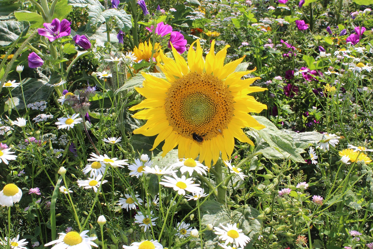 field flowers sun flower colorful free photo