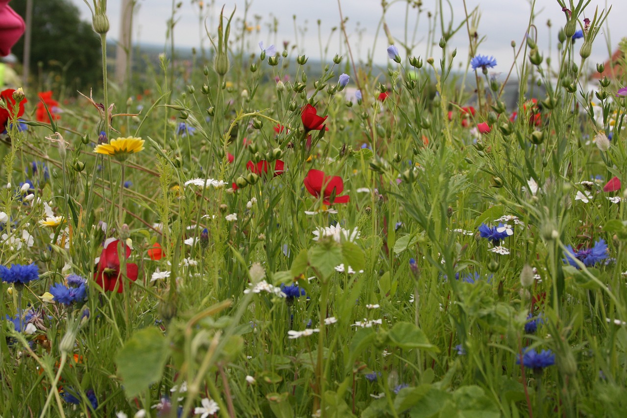 field flowers spring free pictures free photo