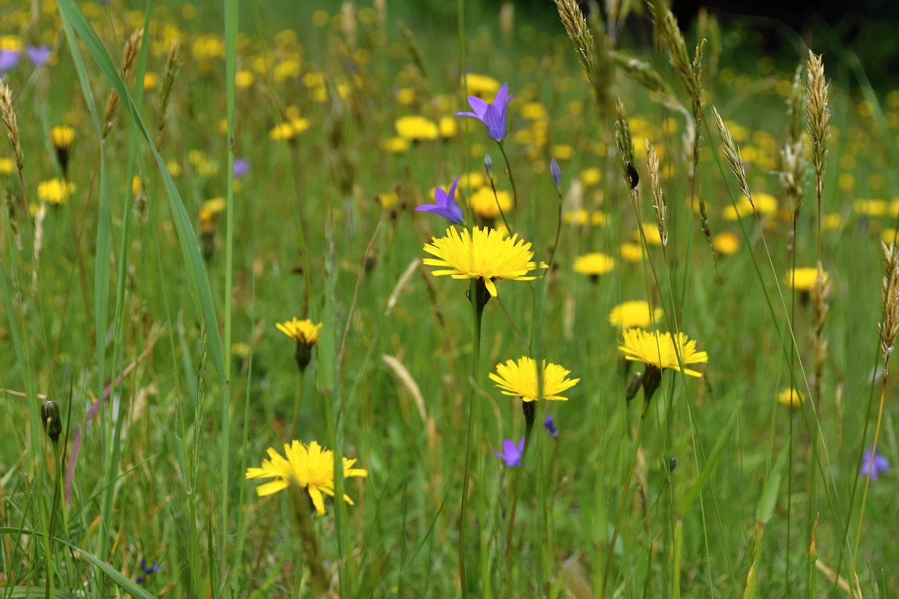 field flowers  meadow  blooming flowers free photo