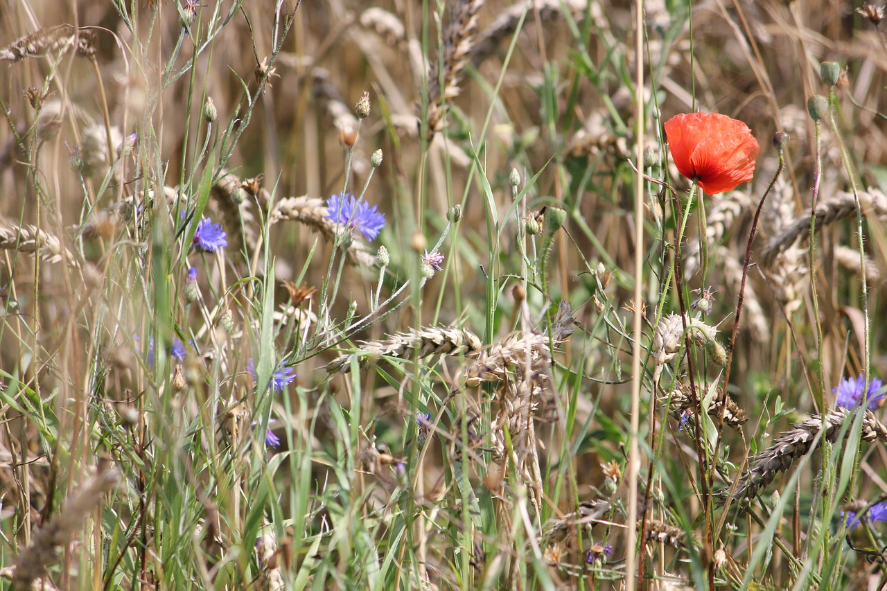 field flowers  summer  cornflower free photo