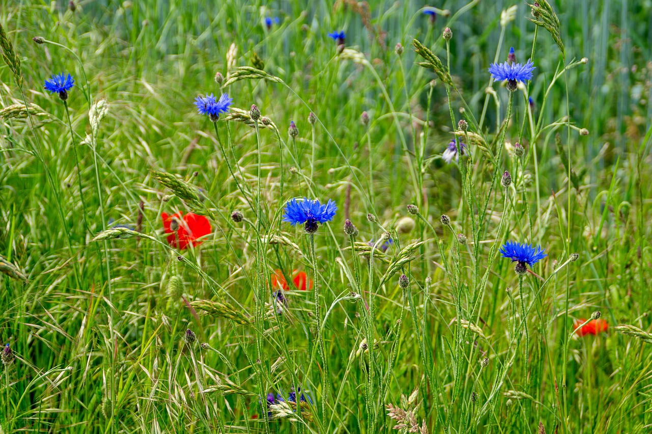 field flowers  red  blue free photo