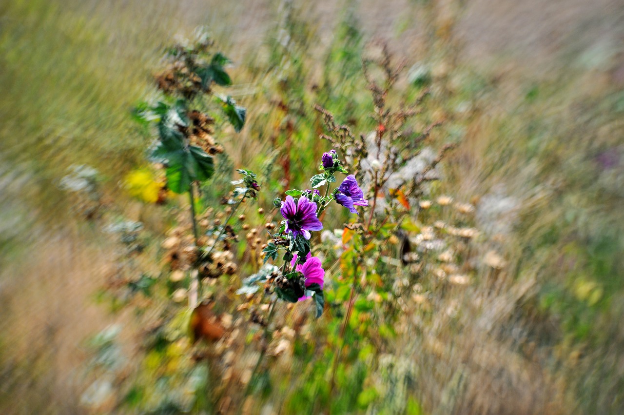 field flowers  nature  summer free photo