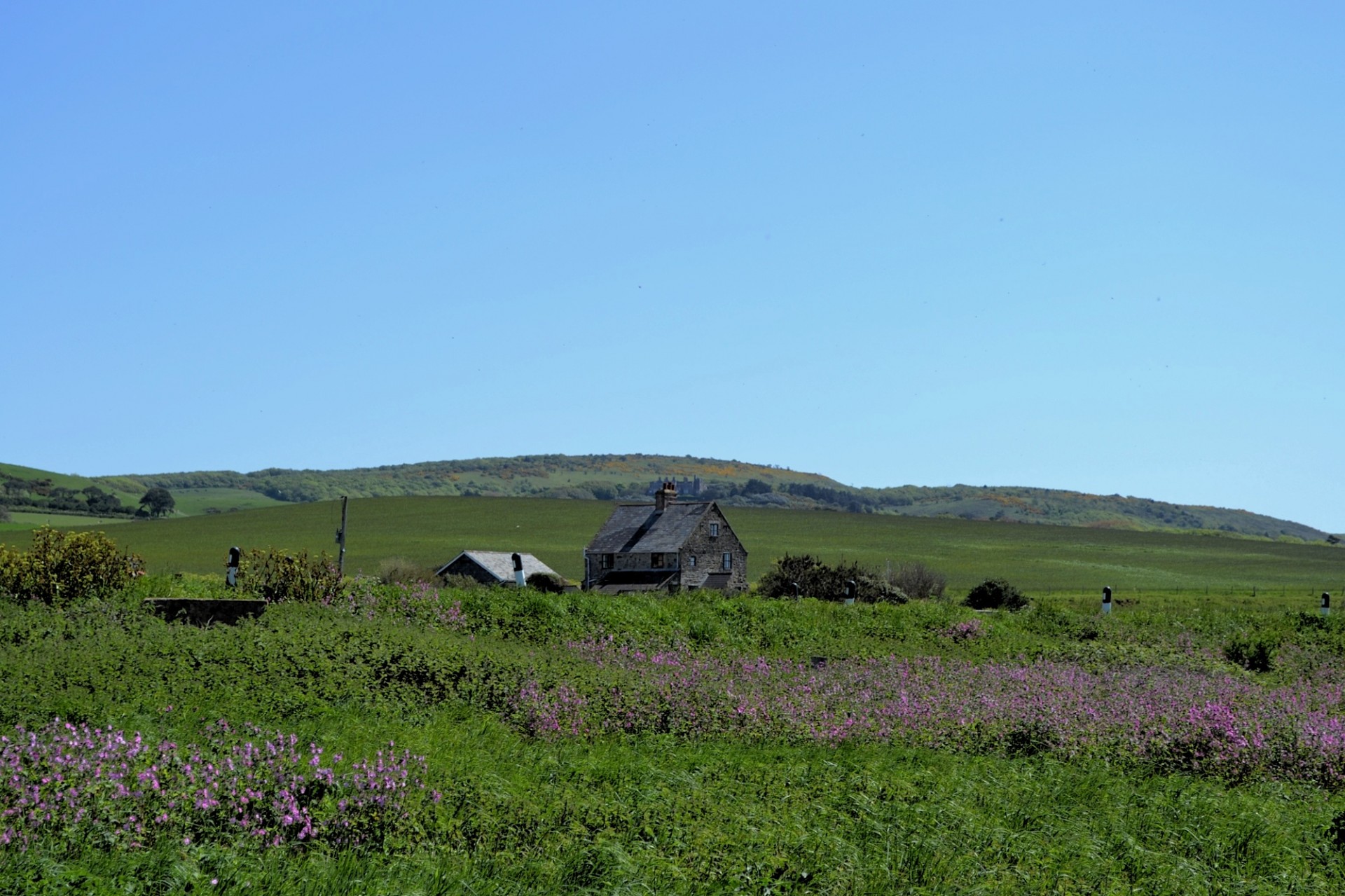 house field flowers free photo