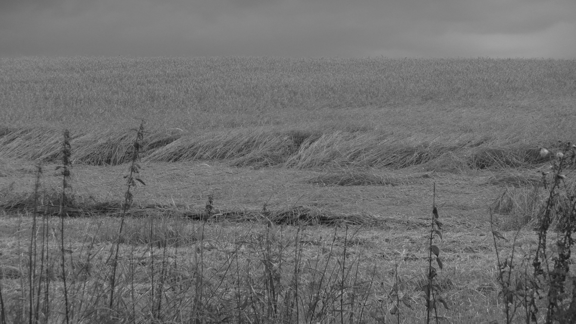 field wind harvesting free photo