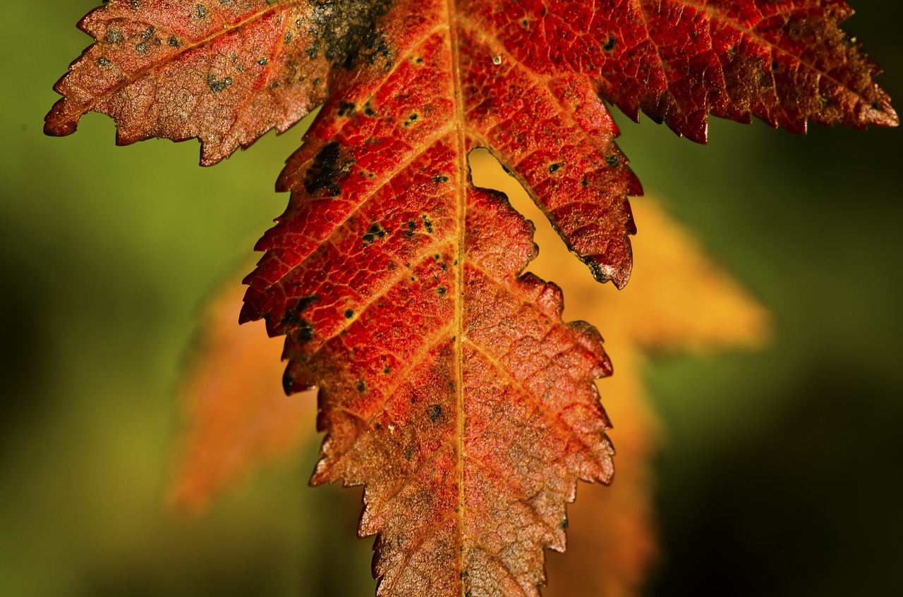 field maple leaves autumn free photo