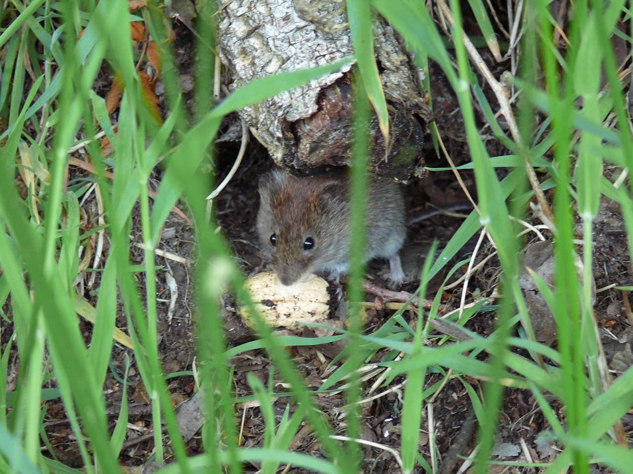 field mouse mouse nature free photo