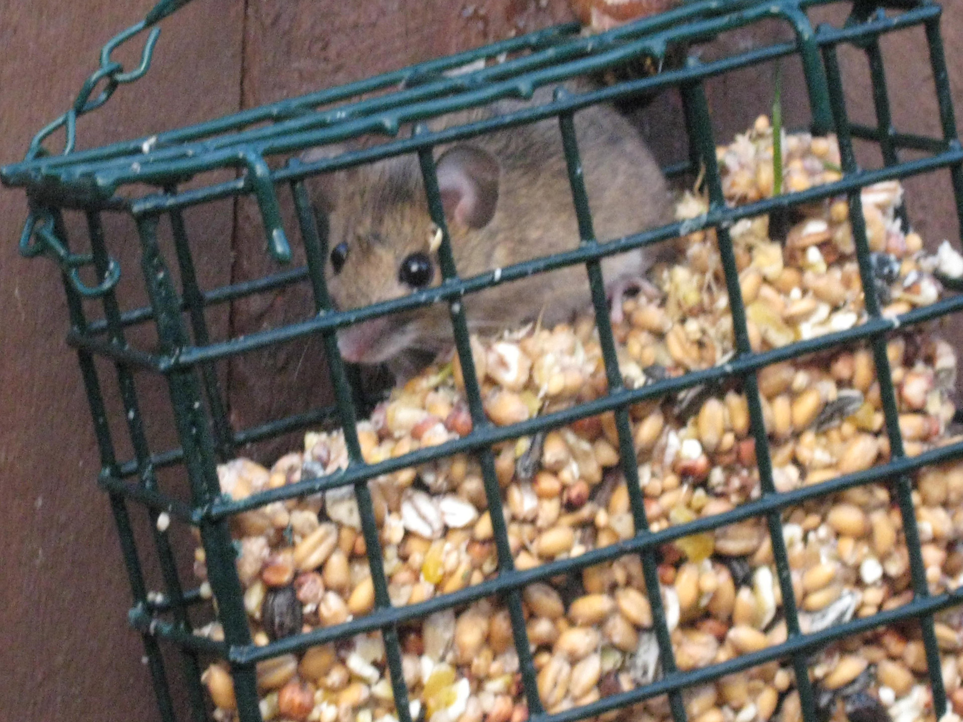 field mouse eating bird feeder free photo