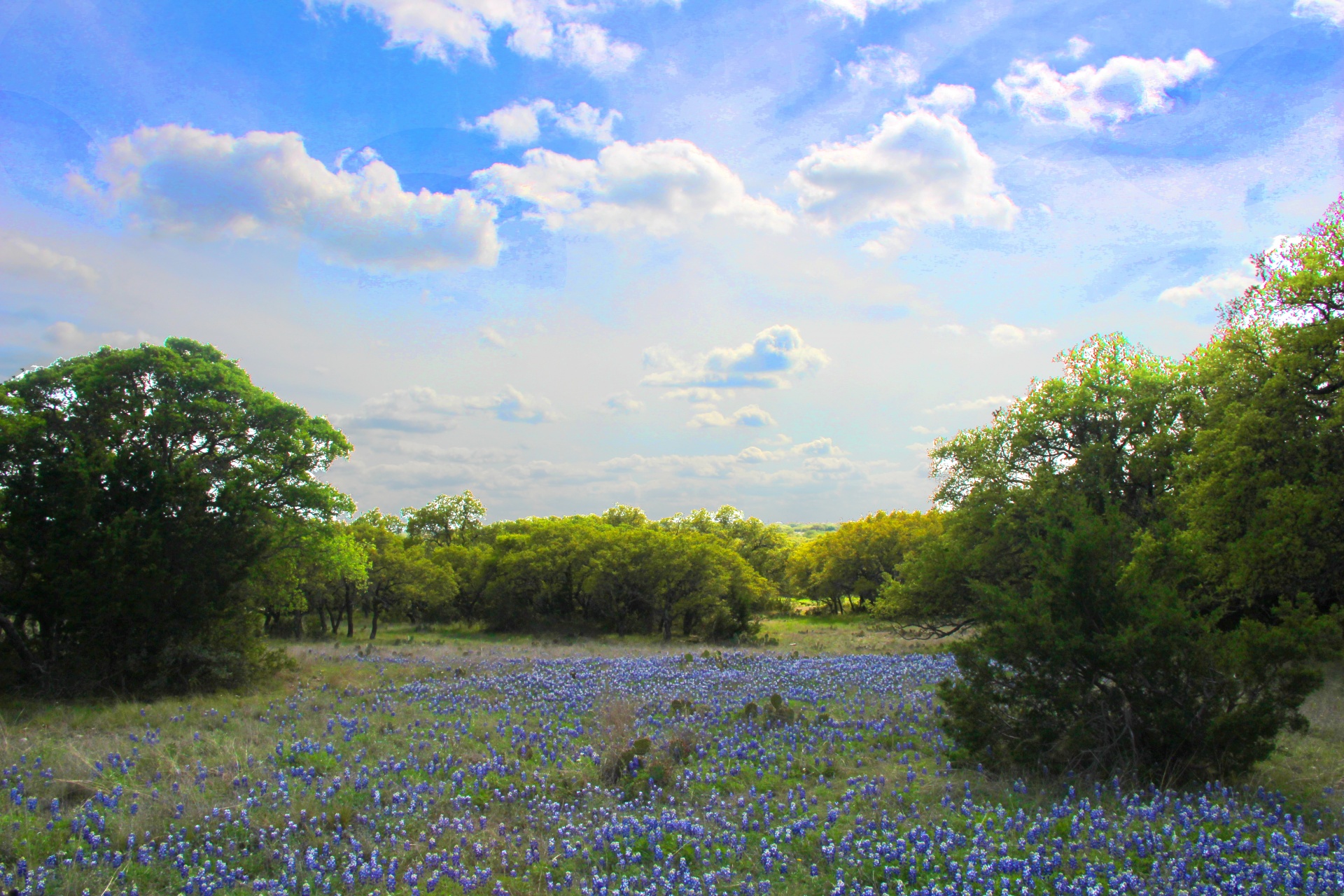flowers texas flower bluebonnets free photo