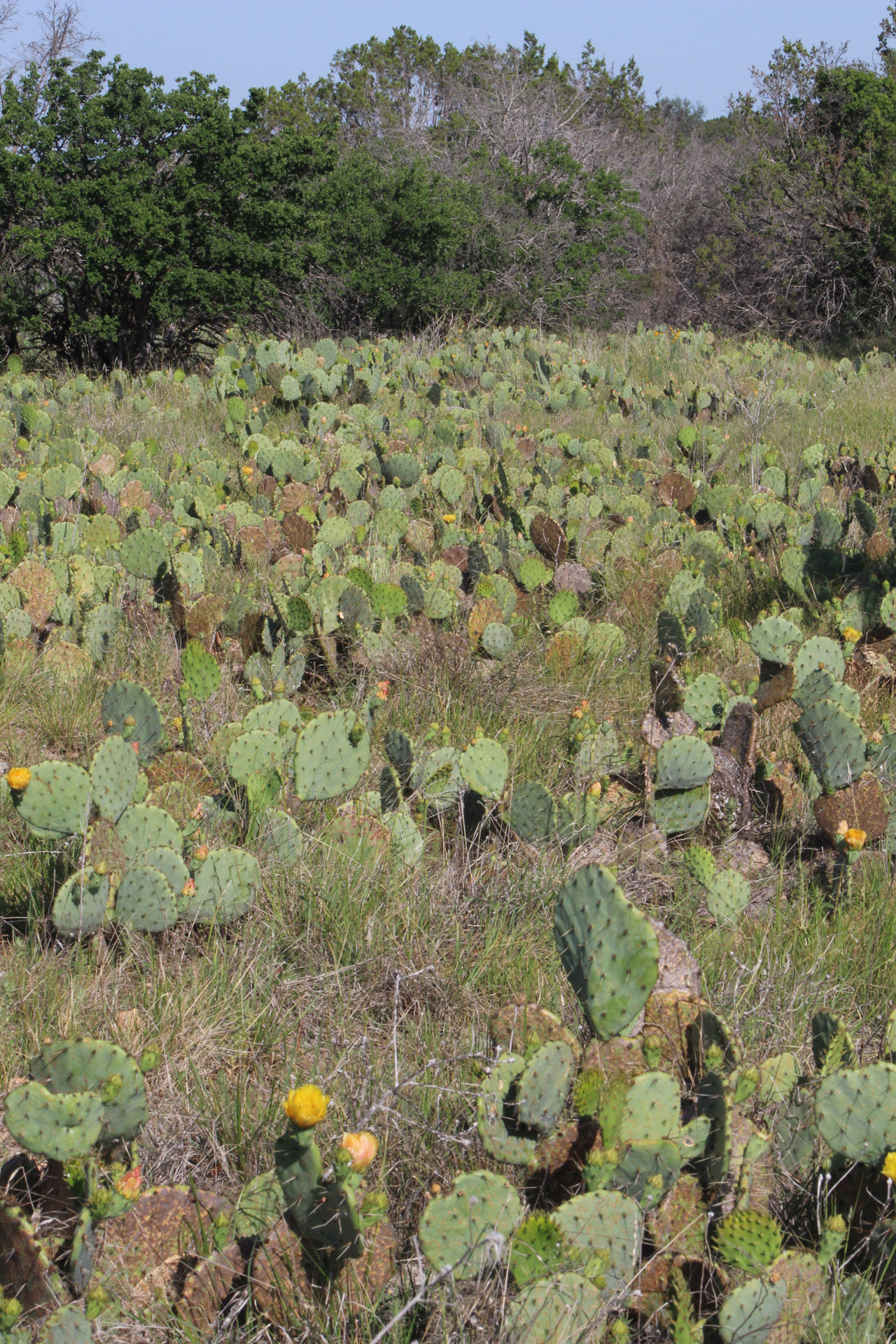 cactus plants forest free photo