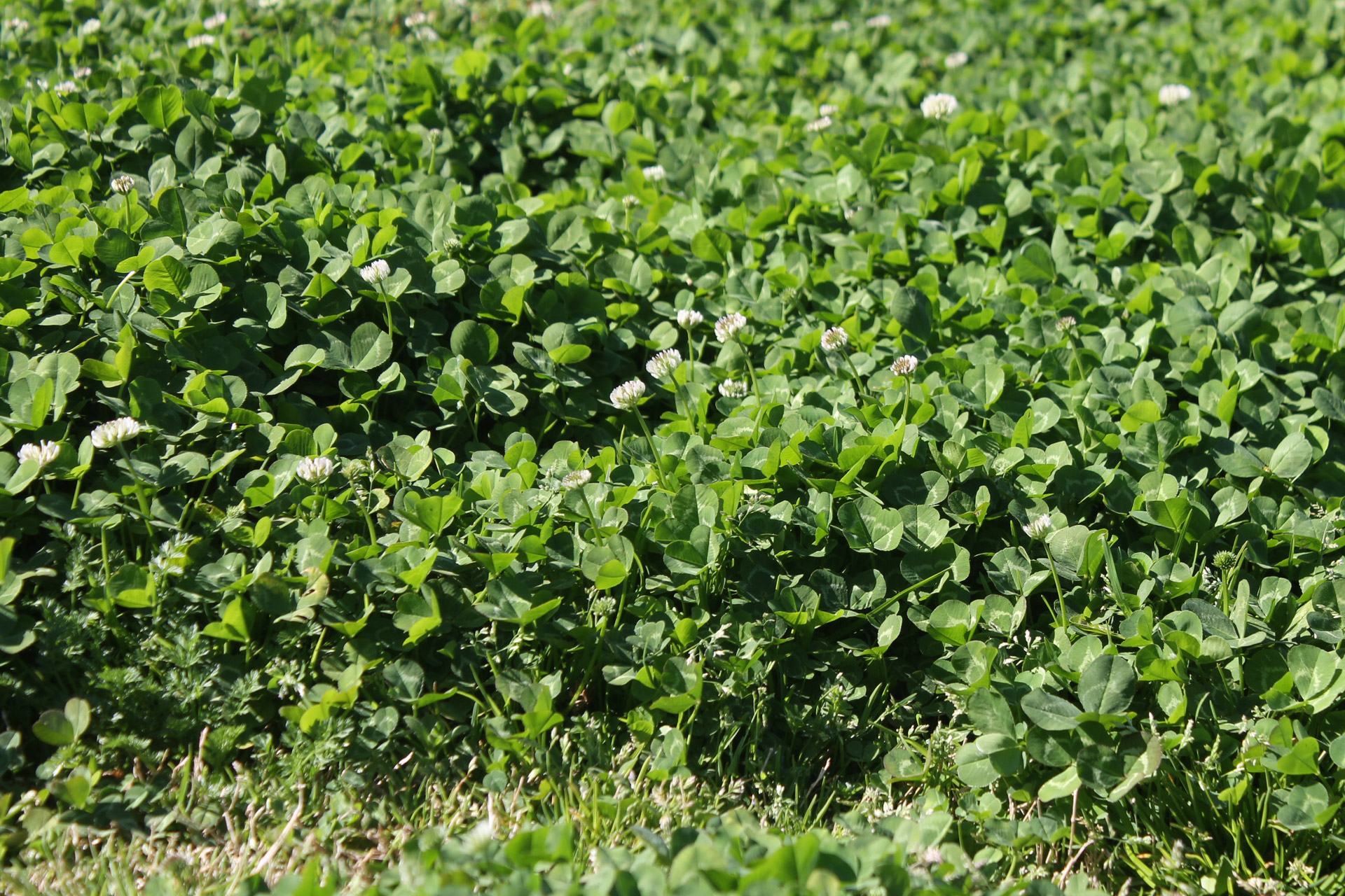 clover spring st free photo