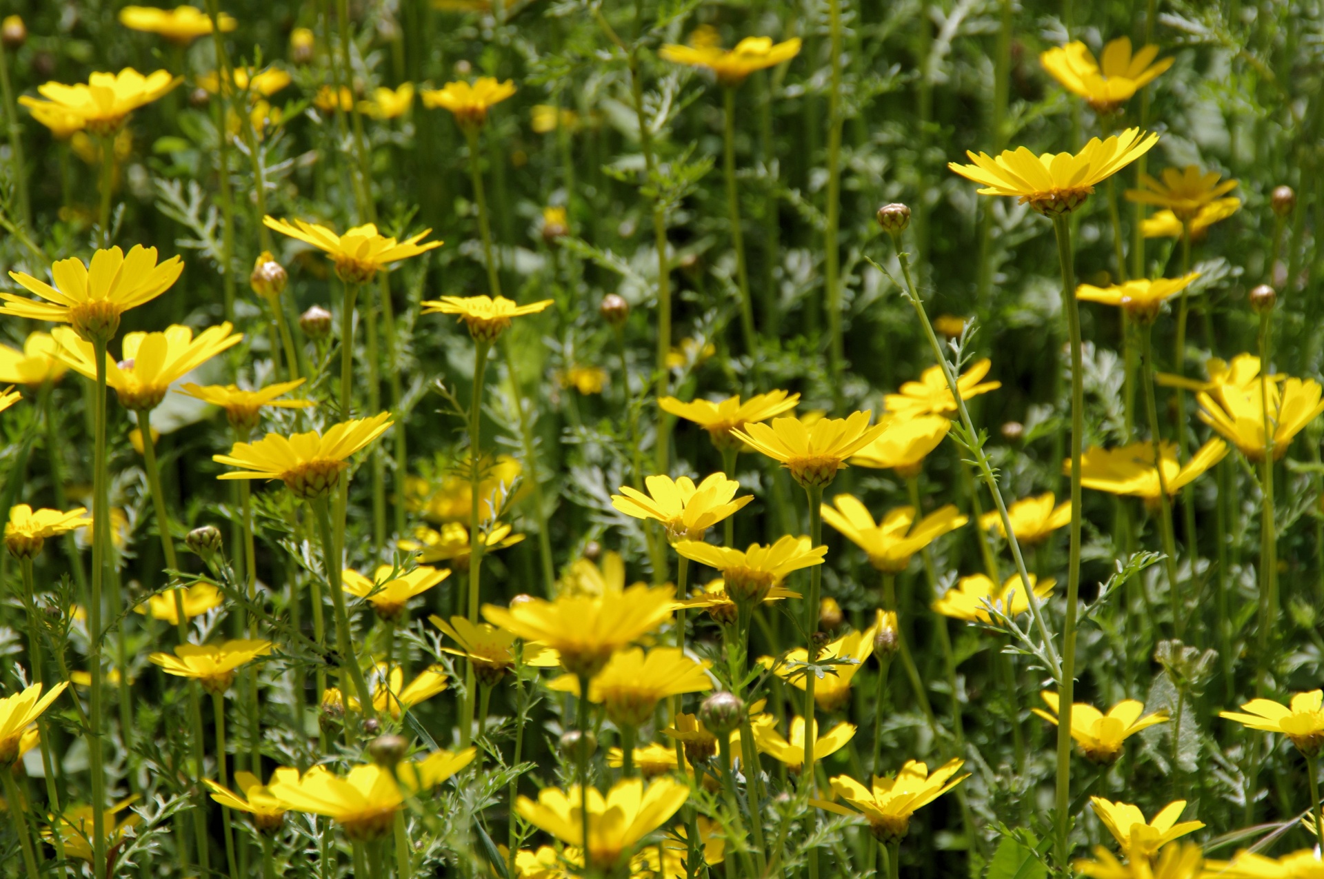 field daisies meadow free photo