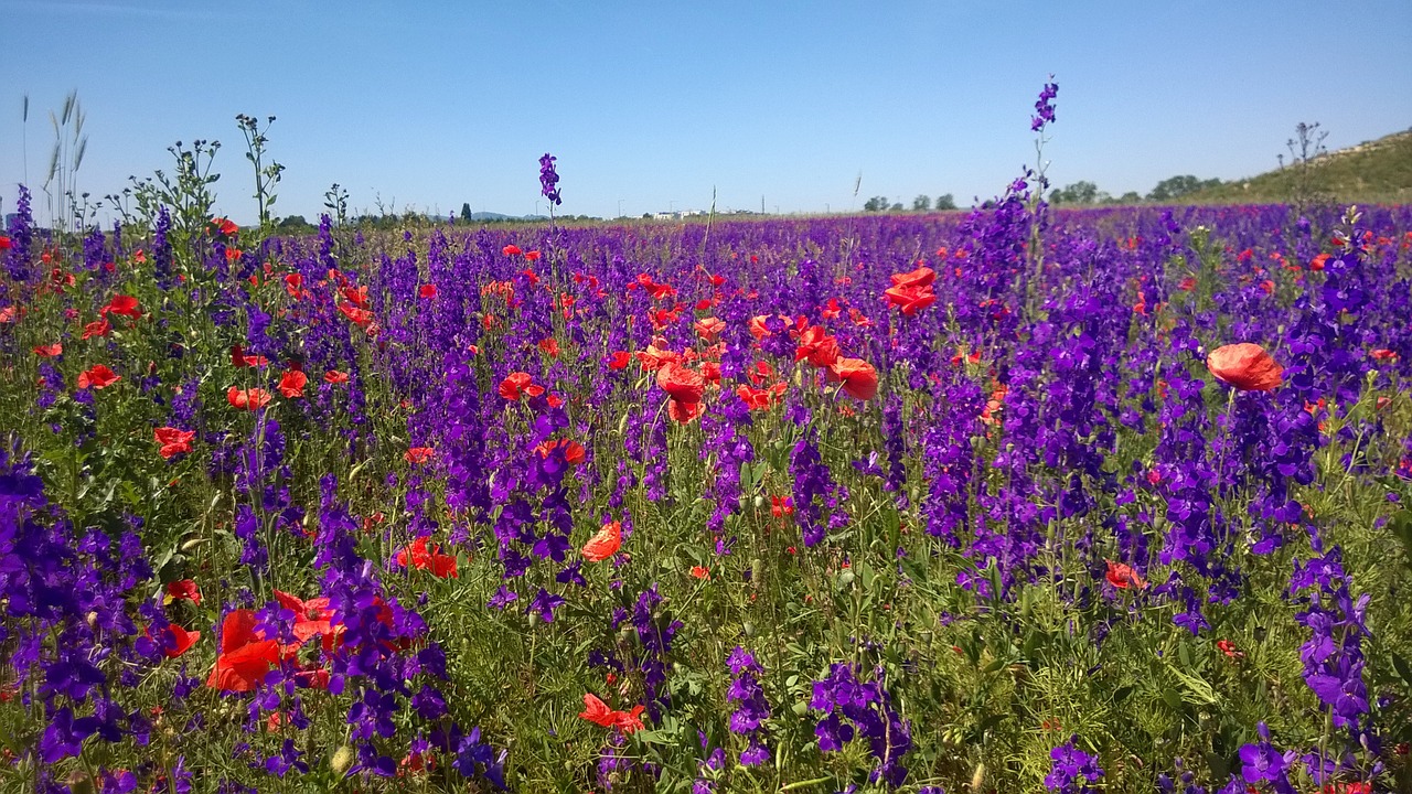 field of flowers violet seestadt aspern free photo