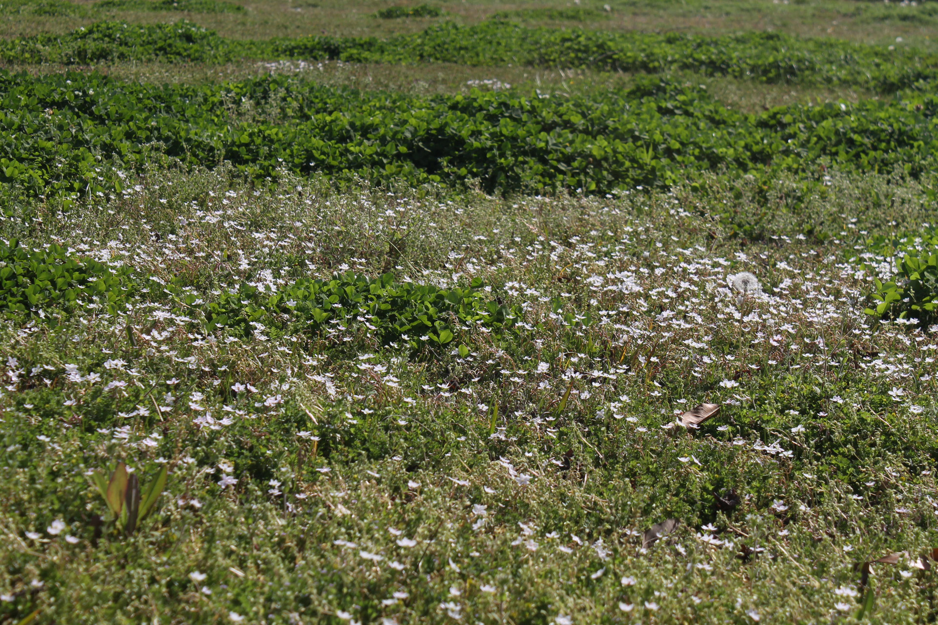 field flowers spring free photo