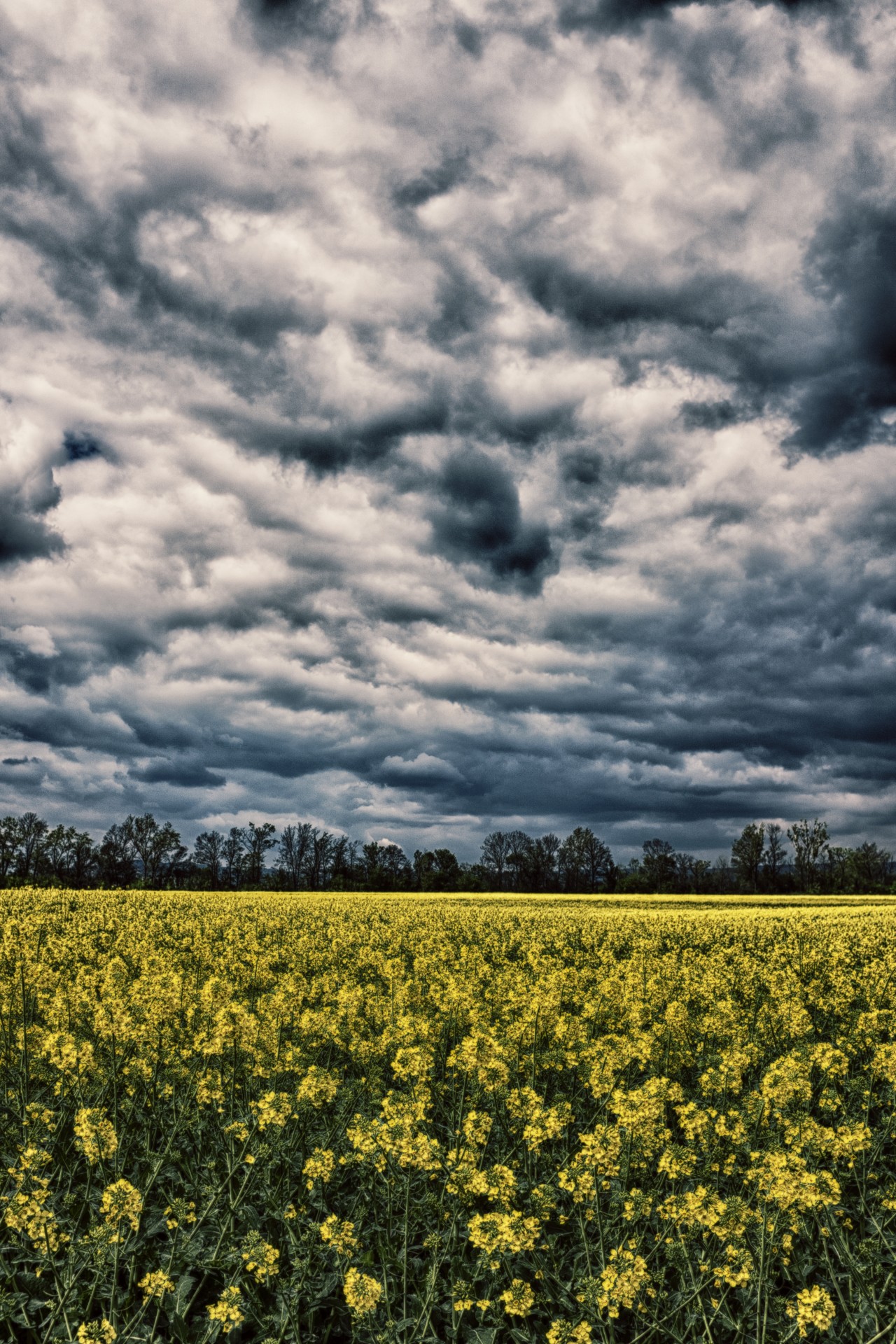 flowers cloud dramatic free photo