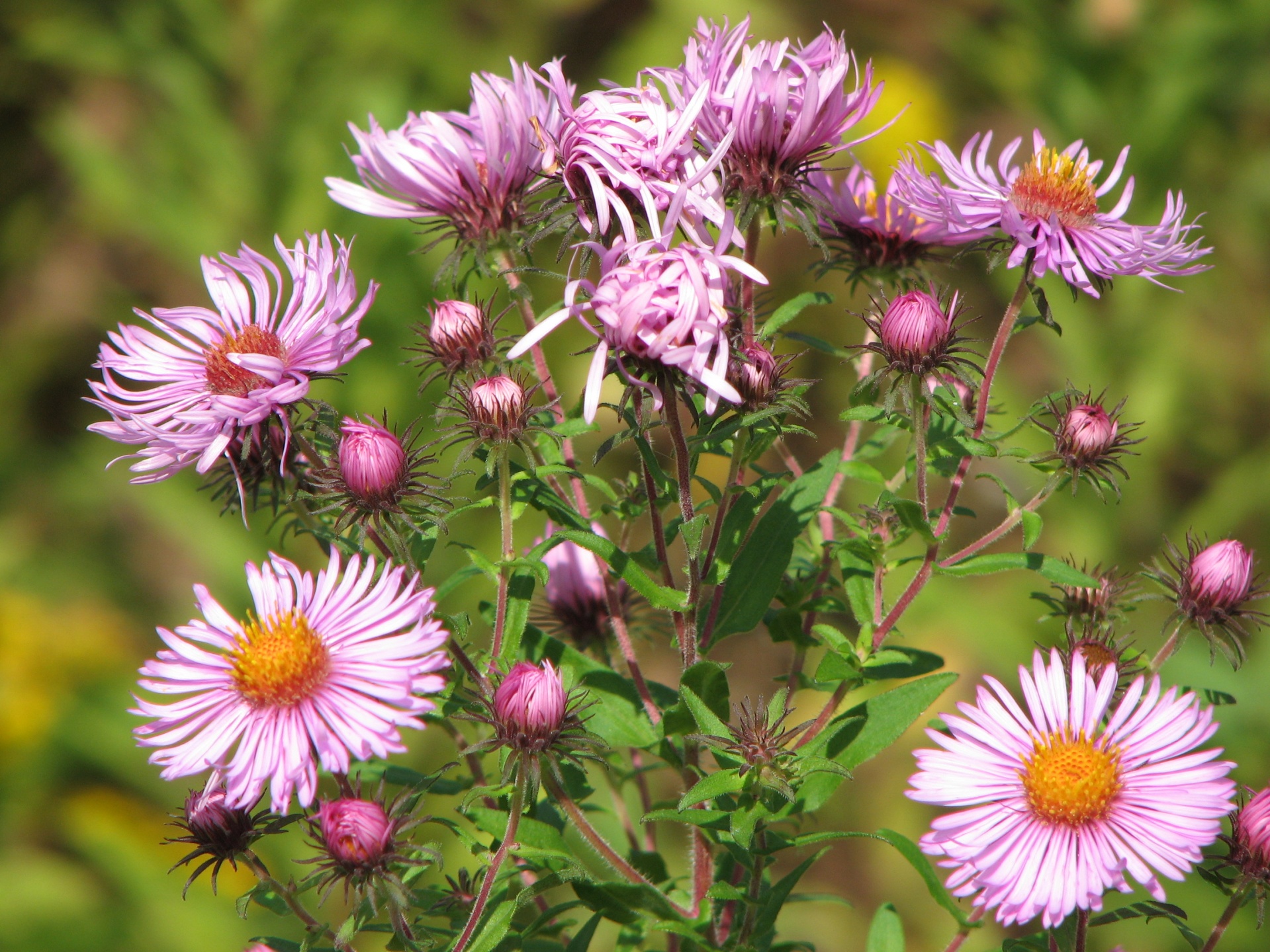 flowers nature field of flowers free photo