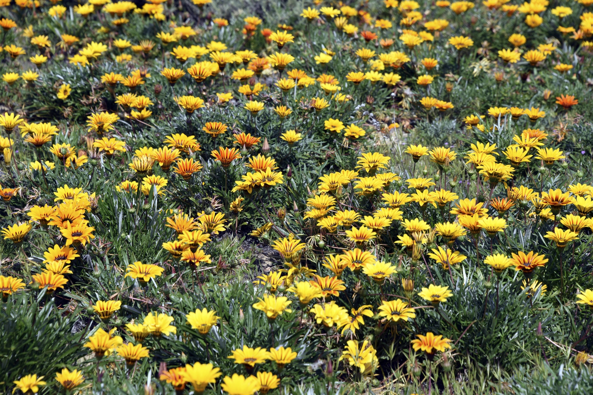 yellow flowers field free photo