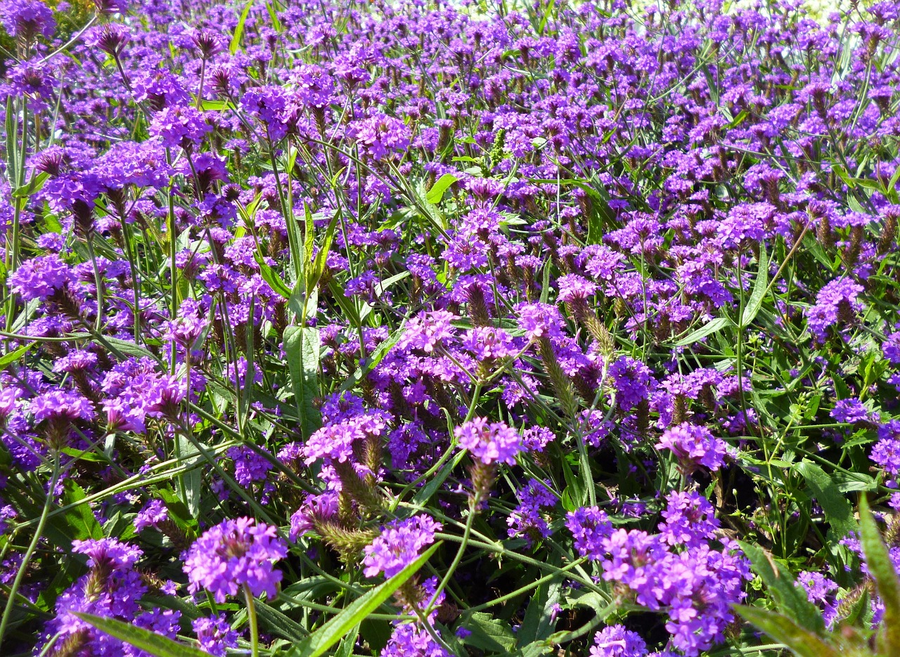 field of flowers violet flowers free photo